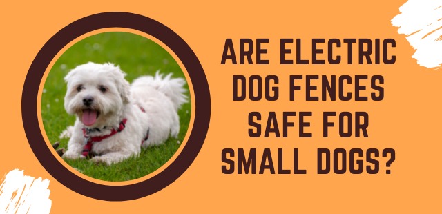 Feature image - Are Electric Dog Fences Safe for Small Dogs