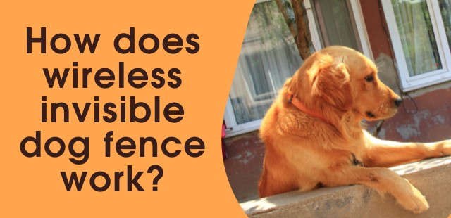 feature image - How does wireless invisible dog fence work