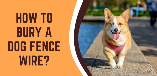 How To Bury A Dog Fence Wire Dogs, How Deep Do You Bury An Underground Dog Fence