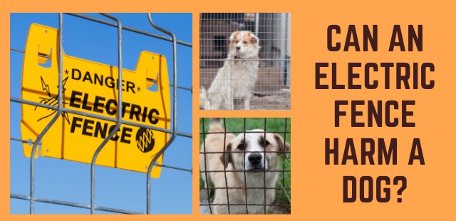 Feature Image - Can an electric fence Harm a dog