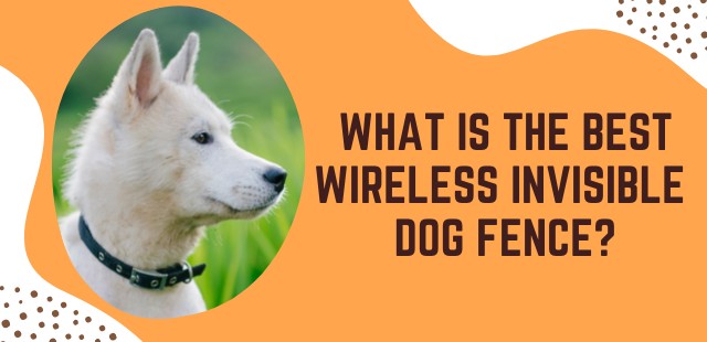Feature Image of What is the Best wireless invisible dog fence - dogsalliance