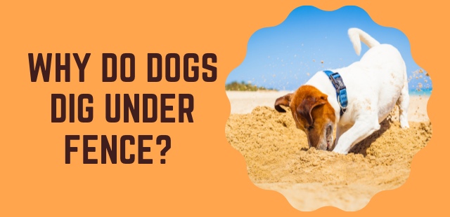 Feature Image - Why do Dogs Dig Under Fence