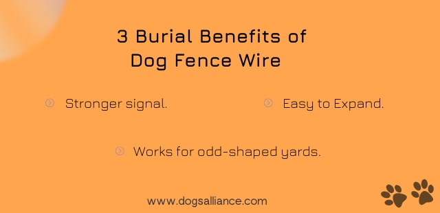 Benefits of bury wire for a dog fence - Dogs Alliance