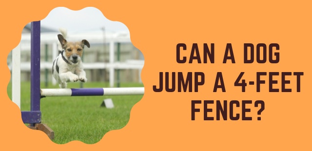 feature image of Can a dog jump a 4 ft fence - dogsalliance