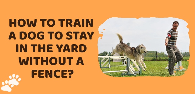 Feature image How to train a dog to stay in the yard without a fence- Dogs Alliance