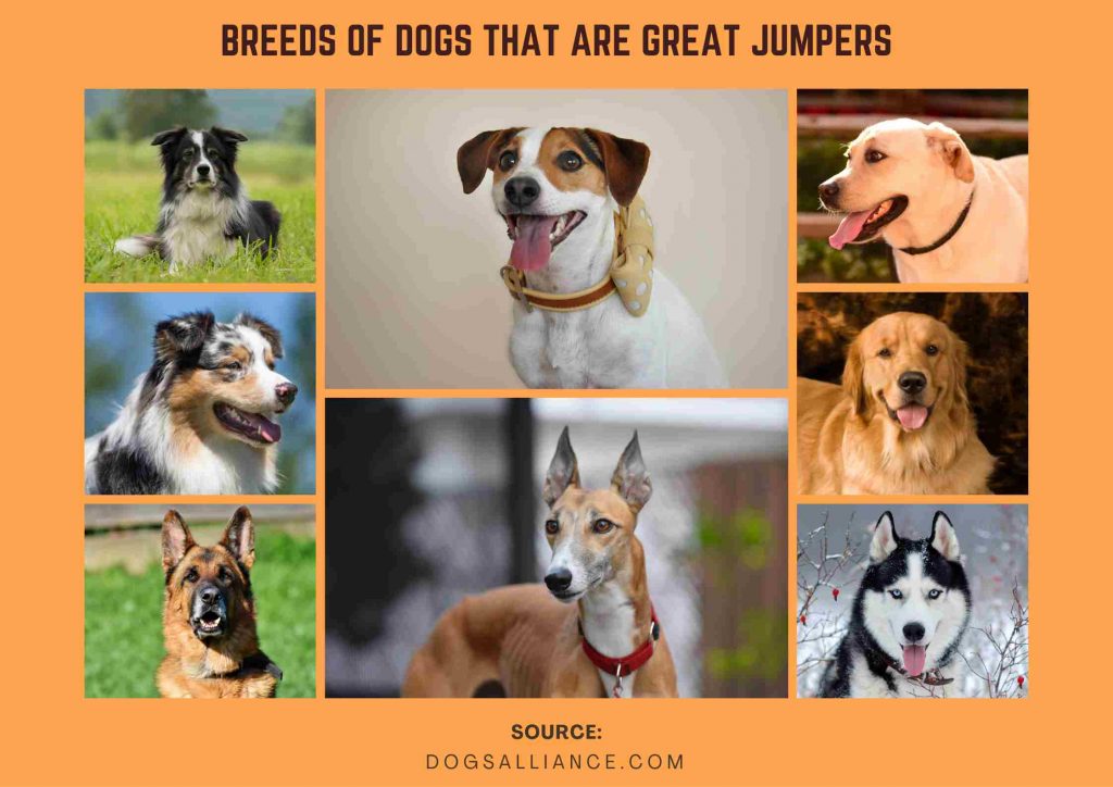 infographic - breeds of dogs that are great jumpers - DogsAlliance