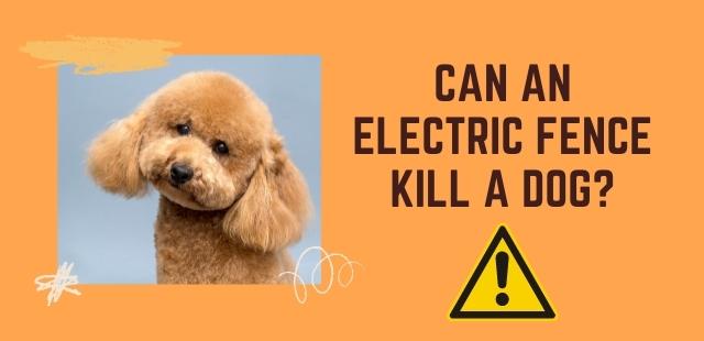 feature image of Can an electric fence kill dog