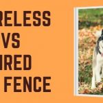 Feature image - Which is better wireless or wired dog fence