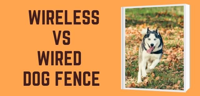 Feature image - Which is better wireless or wired dog fence