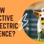 How effective are electric dog fence? - Dogs Alliance