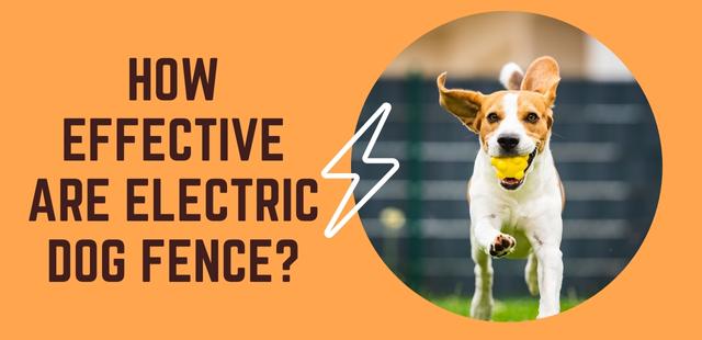 How effective are electric dog fence? - Dogs Alliance