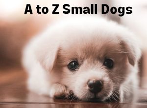 A to Z List of Small Dog Breeds