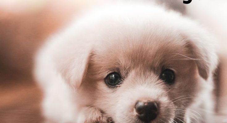 A to Z List of Small Dog Breeds